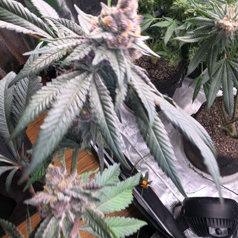 Gelly momma 21A growlog timeline photo