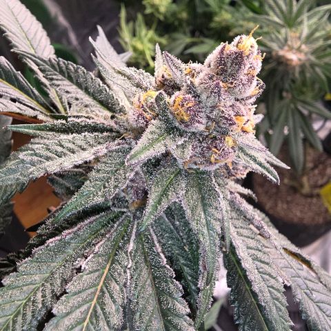 Gelly momma 21A growlog timeline photo