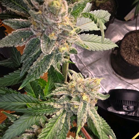 Gelly momma 21A growlog timeline photo