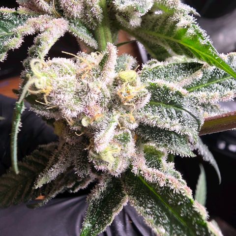 Gelly momma 21A growlog timeline photo