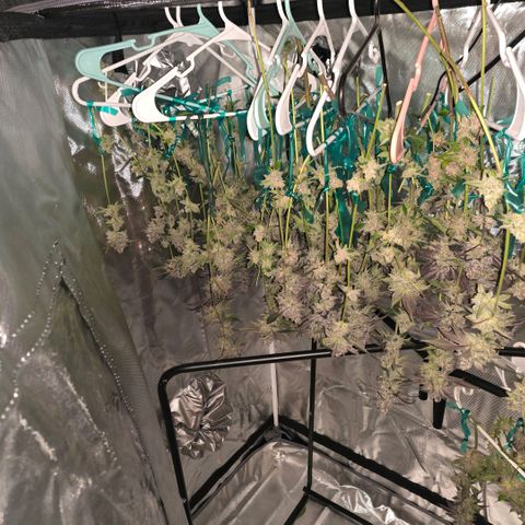 Gelly momma 21A growlog timeline photo