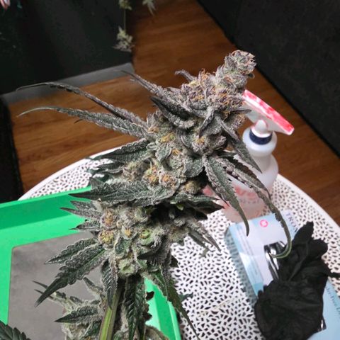Gelly momma 21A growlog timeline photo