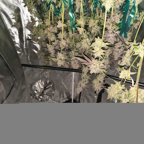 Gelly momma 21A growlog timeline photo