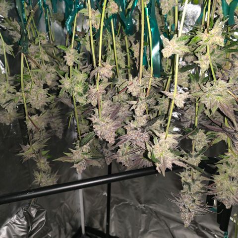 Gelly momma 21A growlog timeline photo