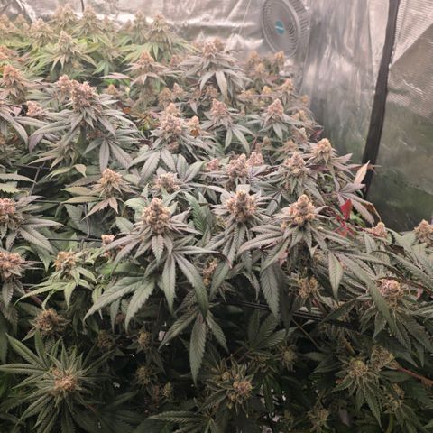 Gelly momma 21A growlog timeline photo