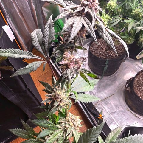 Gelly momma 21A growlog timeline photo