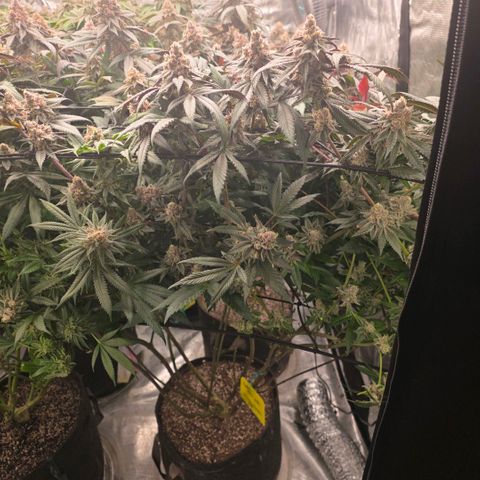 Gelly momma 21A growlog timeline photo