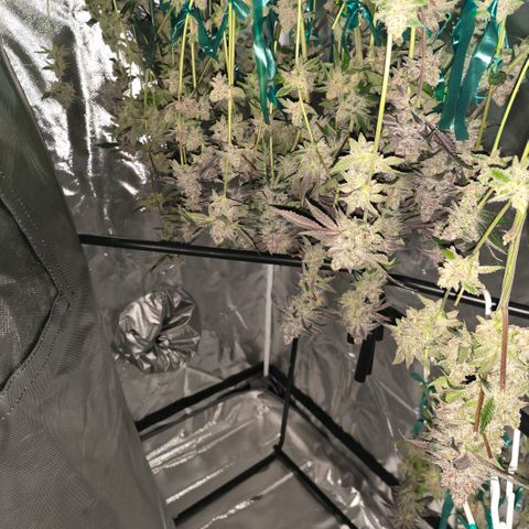 Gelly momma 21A growlog timeline photo