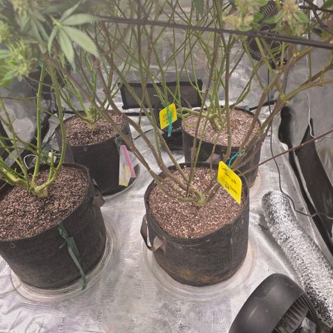 Gelly momma 21A growlog timeline photo