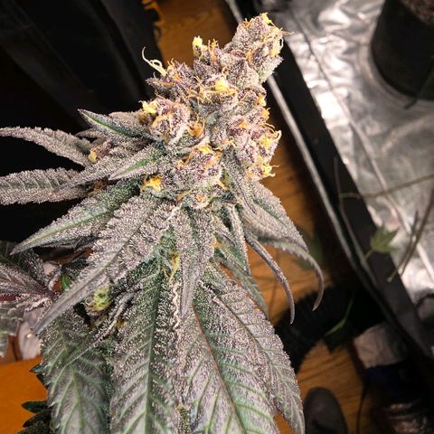 Gelly momma 21A growlog timeline photo