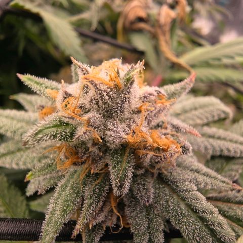 Gg4 22A growlog timeline photo