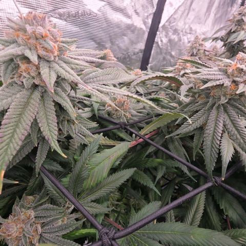 Gg4 22A growlog timeline photo