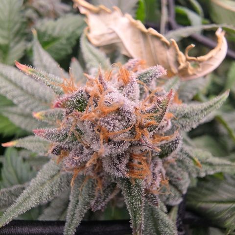 Gg4 22A growlog timeline photo