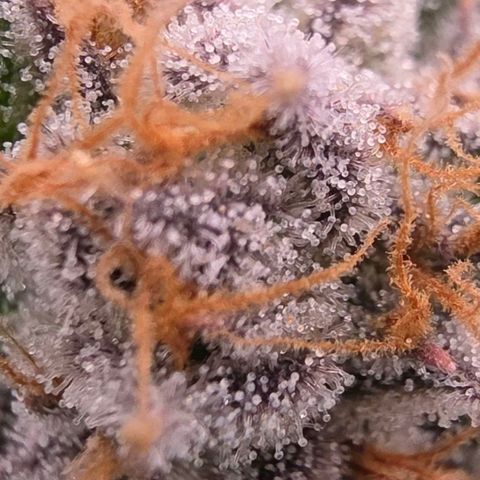 Gg4 22A growlog timeline photo