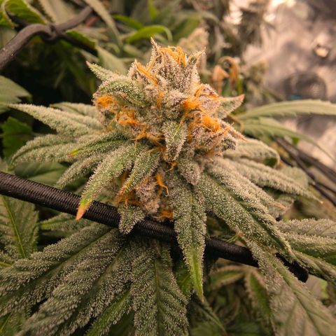 Gg4 22A growlog timeline photo