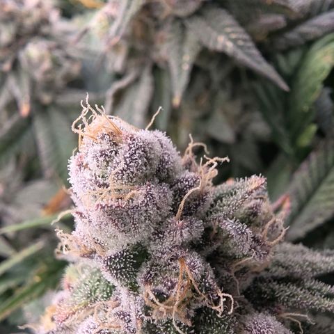 Gg4 21A growlog timeline photo
