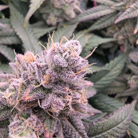 Gg4 21A growlog timeline photo