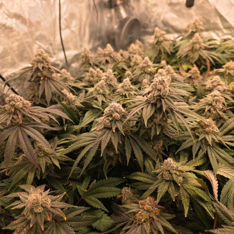 Gg4 21A growlog timeline photo