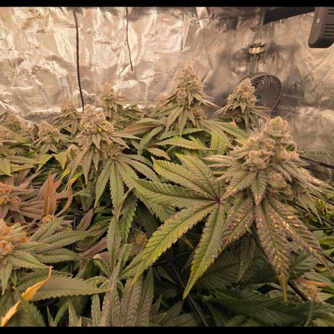 Gg4 21A growlog timeline photo