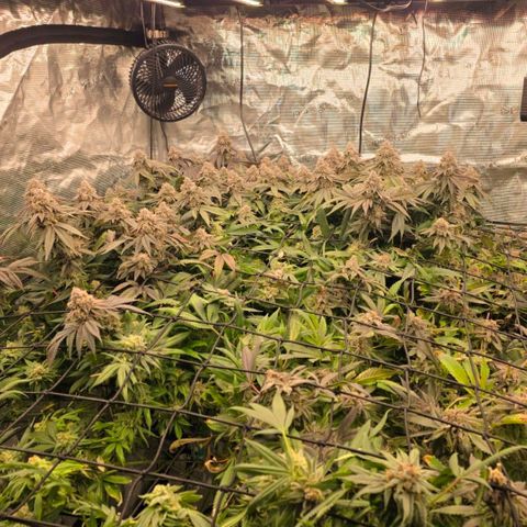 Gg4 22A growlog timeline photo
