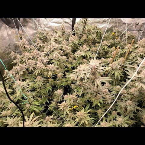 Gg4 22A growlog timeline photo