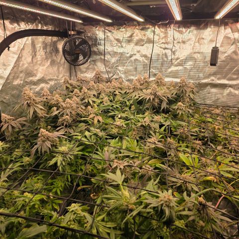 Gg4 22A growlog timeline photo