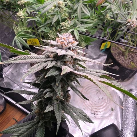 Gg4 22A growlog timeline photo