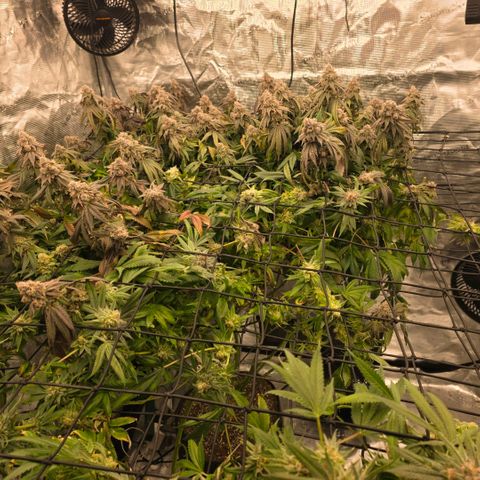 Gg4 21A growlog timeline photo