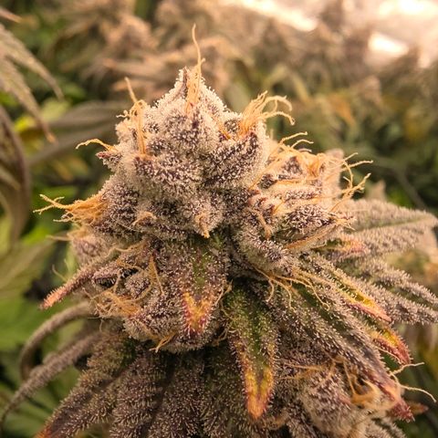 Gg4 21A growlog timeline photo
