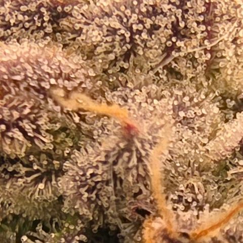 Gg4 21A growlog timeline photo