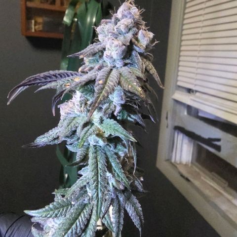 Gg4 21A growlog timeline photo
