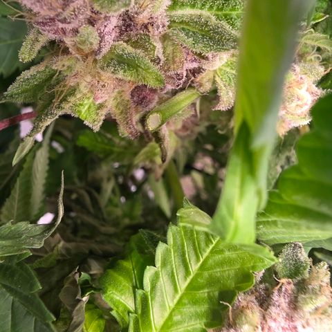 Gg4 21A growlog timeline photo