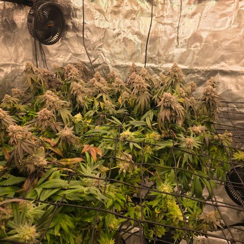 Gg4 21A growlog timeline photo