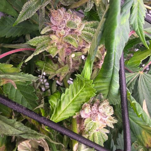 Gg4 21A growlog timeline photo