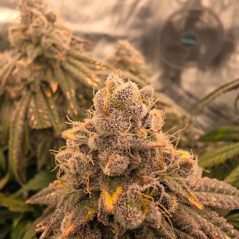 Gg4 21A growlog timeline photo
