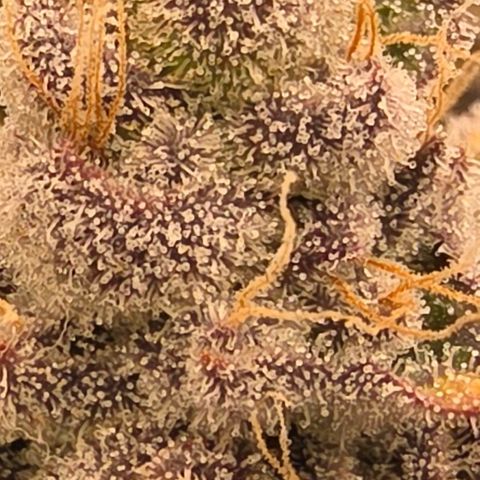 Gg4 21A growlog timeline photo