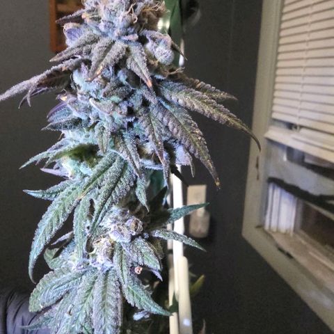 Gg4 21A growlog timeline photo