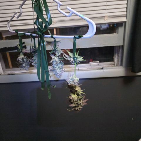 Gg4 21A growlog timeline photo