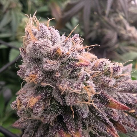 Gg4 21A growlog timeline photo