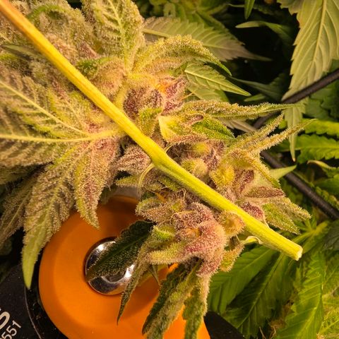 Gg4 21A growlog timeline photo