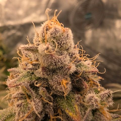 Gg4 21A growlog timeline photo