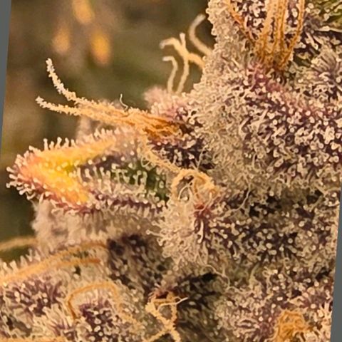 Gg4 21A growlog timeline photo
