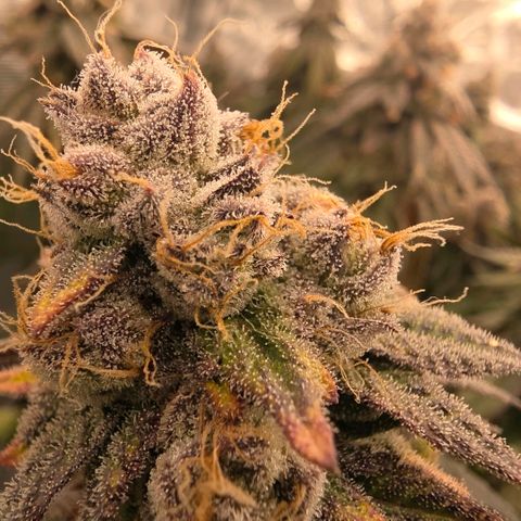 Gg4 21A growlog timeline photo