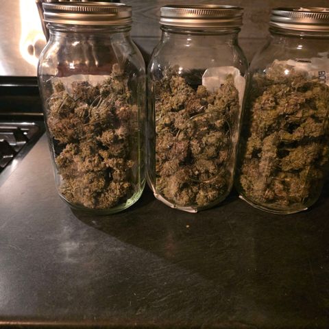Gelly momma 21A growlog timeline photo
