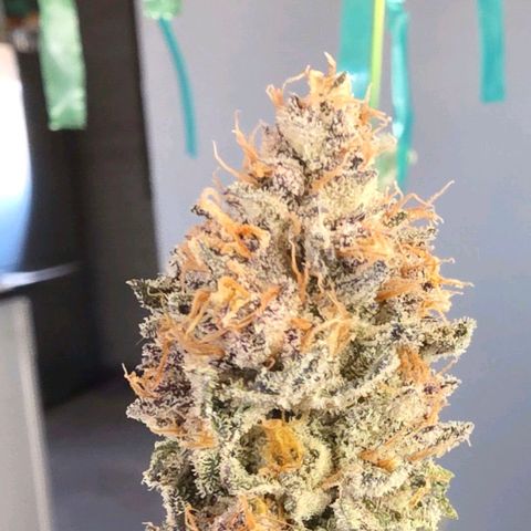Gelly momma 21A growlog timeline photo