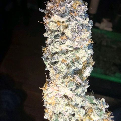 Gelly momma 21A growlog timeline photo