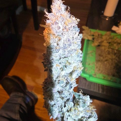 Gelly momma 21A growlog timeline photo