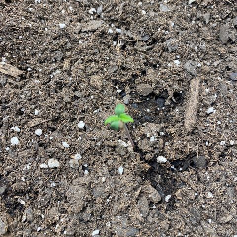 Grape Gusher growlog photo: Leaves curling a bit 