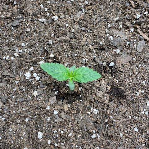 Top Gun growlog photo: True leaves seem to be getting bigger. Tiny new leaves coming out of the center. 