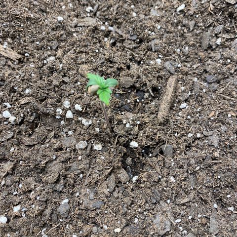 Grape Gusher growlog photo: True leaves seem to be getting bigger. Seed about to fall off. 